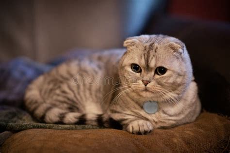 1275 Munchkin Cat Stock Photos Free And Royalty Free Stock Photos From