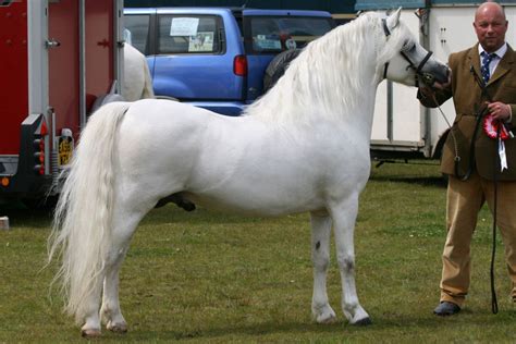 Welsh Mountain Pony Breed Information, History, Videos, Pictures