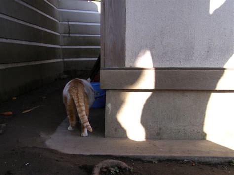 裏に回って 町猫 旅猫 猫は何処にでもいるよ