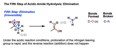 Hydrolysis Of Amino Acid