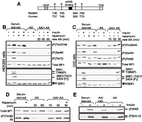 Amino Acid Withdrawal And Rapamycin Have Distinct Effects On 4e Bp1 Download Scientific Diagram