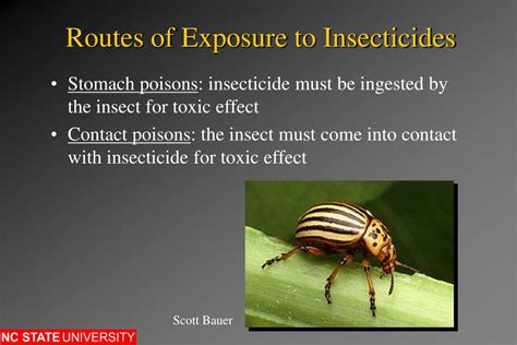 Ppt Insecticides Powerpoint Presentation Free Download Id1207691