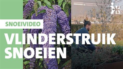 Intratuin Vlinderstruik Snoeien YouTube