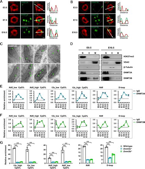 Mitochondrial Genome Undergoes De Novo Dna Methylation That Protects