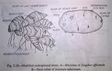 Stem: modification of stem, functions, types of modified underground stems,sub-aerial modified ...