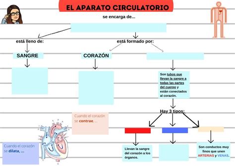 Actividades Interactivas Del Aparato Circulatorio Educasaludweb Porn