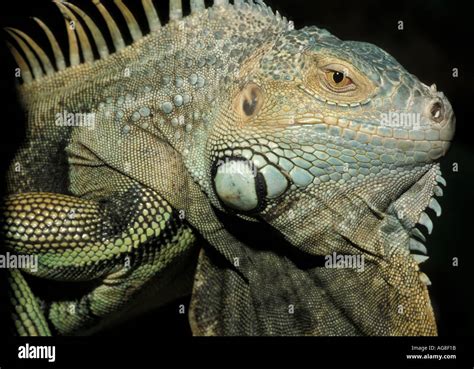 Green Iguana Iguana Iguana Showing Tooth Like Scales Stock Photo Alamy