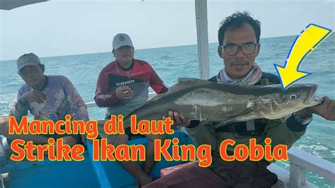 Mancing Di Tengah Laut Strike Ikan King Cobia YouTube