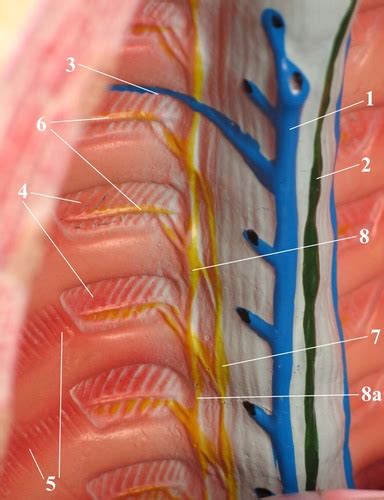 Anatomy Exam 2 ANS Overview Thorax 1 Flashcards Quizlet