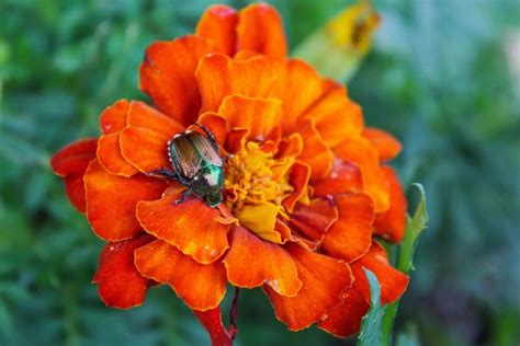 How To Get Rid Of Japanese Beetles And Save Your Garden