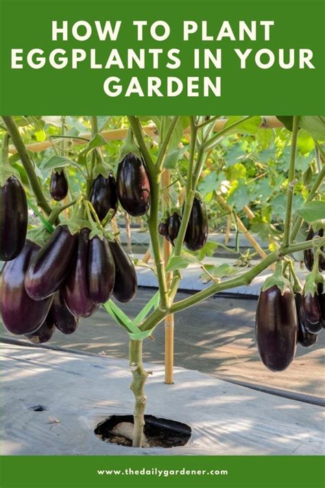 A Complete Guide To Planting Eggplant Artofit