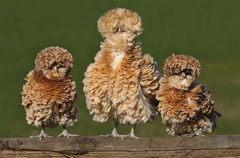 polish frizzle chickens | Animals - Birds | Pinterest