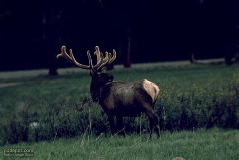 Free picture: deer, cervus, elaphus, hippelaphus