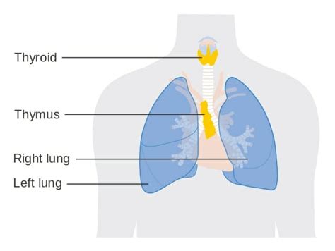 Thymus Gland Definition Function And Location Biology Dictionary