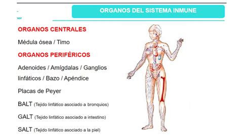 Rganos Del Sistema Inmune Alxnsx S Udocz