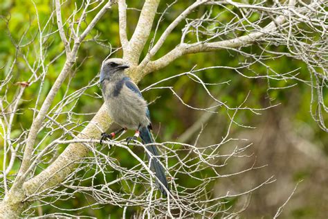 20130428 20130428 20130428 DSC 976324 Florida Scrub Jay Sybrand De