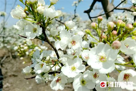 梨花节桃花节，一起瞧瞧安丘“花海”→ 潍坊新闻 潍坊新闻网