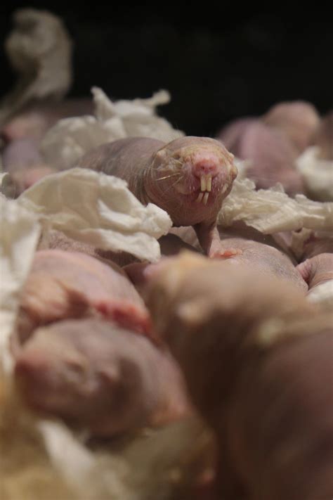 Naked Mole Rat Picture IMAGE EurekAlert Science News Releases