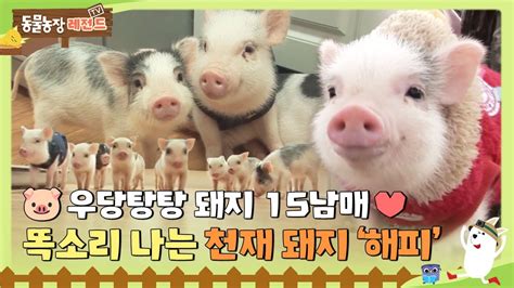 Tv 동물농장 레전드 🐷우당탕탕 돼지 15남매💛 똑소리나는 천재 돼지 ‘해피 Tv동물농장 Animalfarm