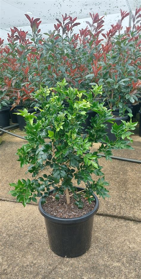 Murraya paniculata Mock Orange – The Ruby Plants