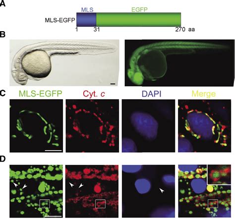 Figure 1 From Real Time Imaging Of Mitochondria In Transgenic Zebrafish