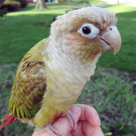 Oswin Is A Male Cinnamon Green Cheek Conure Parrot By Annie Gavin