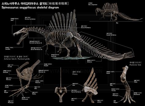 Spinosaurus aegyptiacus skeleton diagram - ZBrushCentral