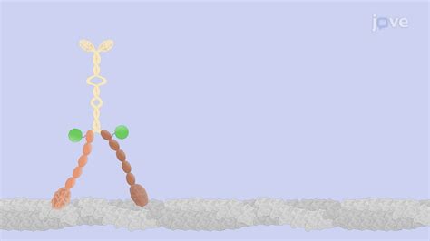 Inverted Motility Assay An In Vitro Technique To Visualize Myosin