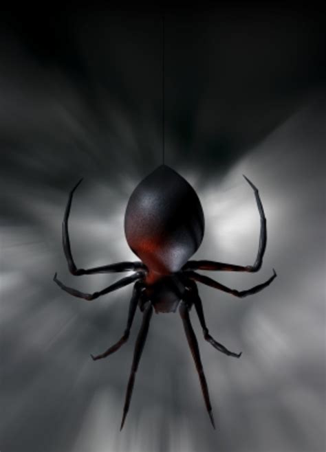 Redback Spider Bite: My Symptoms and Treatment - Patient's Lounge