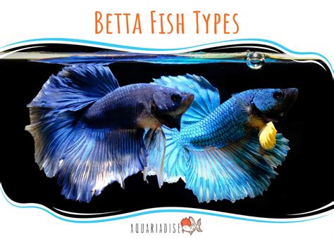 Betta Fish Types | Betta Splendens - Aquariadise