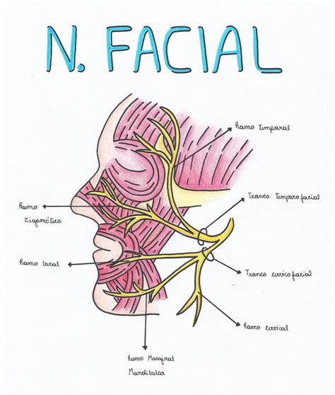 Anatomia Do Nervo Facial BRAINCP