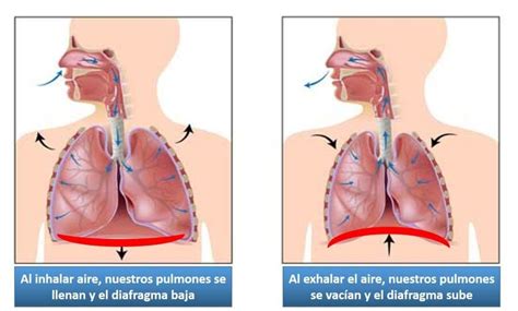 Qué es el diafragma Por fin lo vas a entender