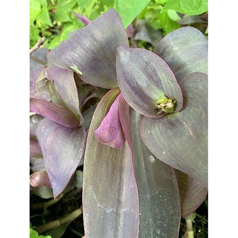 Buy Np Cuttings Purple Heart Wandering Jew Giant Kartuz