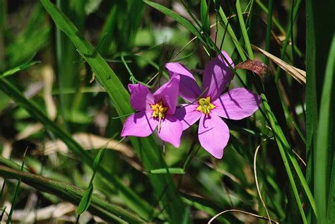 Large Flowered Pink Marsh Large Flowered Rosegentian