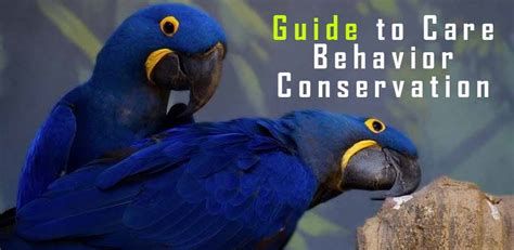 Hyacinth Macaw: Guide to Care, Behavior, and Conservation 2024 - Taj Birds