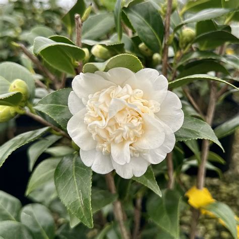 Camellia Japonica Man Size Piedmont Carolina Nursery