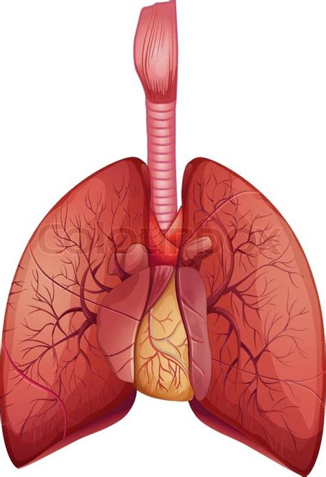 Illustration Of The Human Lungs Stock Vector Colourbox