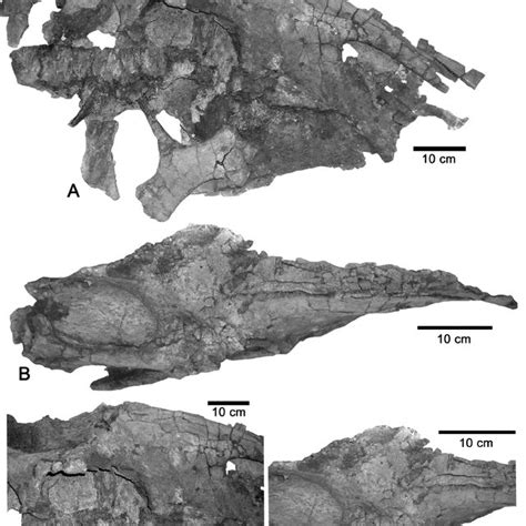 Pdf Anasazisaurus A Hadrosaurian Dinosaur From The Upper Cretaceous