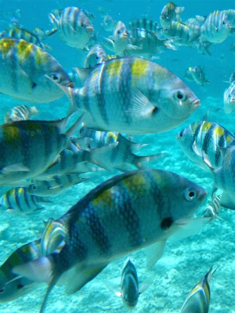 J Mergulhou Em Piscinas Naturais Peixinhos Para Ba Destinos