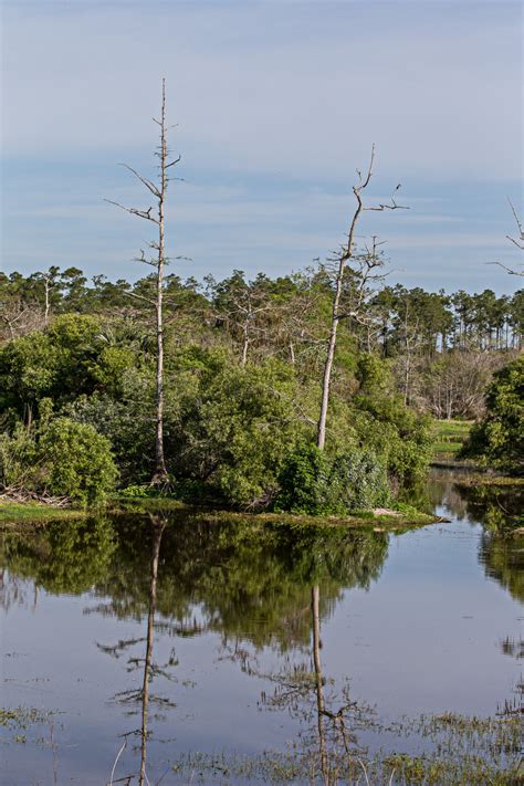 Fotos Gratis Paisaje Rbol Agua Naturaleza Bosque C Sped