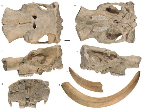 Mammut Pacificus Sp Nov A Newly Recognized Species Of Mastodon From