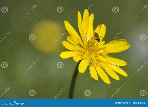 Wild Flower With Bee In A Green Meadow During Summer Stock Image