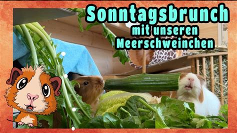 Sonntagsbrunch Mit Unseren Meerschweinchen Youtube