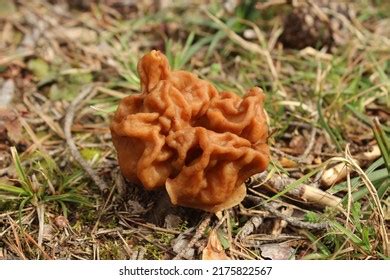 223 Autumn Gyromitra Images, Stock Photos & Vectors | Shutterstock