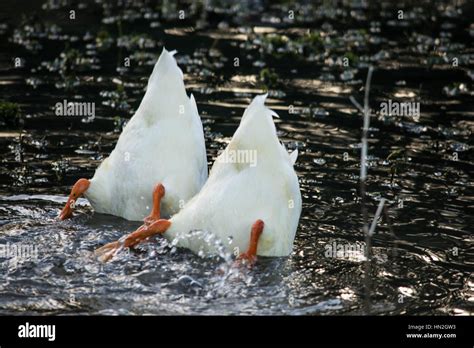 Ducks In Pond Stock Photo Alamy