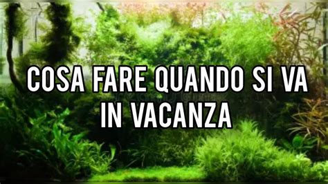 Cosa Fare Quando Si Va In Vacanza Come Si Gestisce Un Acquario Nei