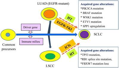 Frontiers Histological Transformation Into Sclc An Important