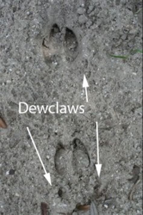 javelina tracks Archives | MyNature Apps