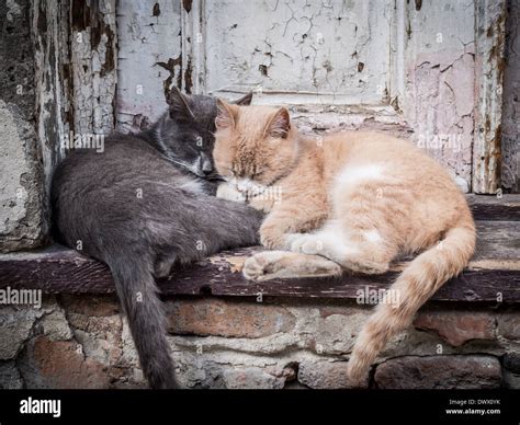 Cats Cuddling