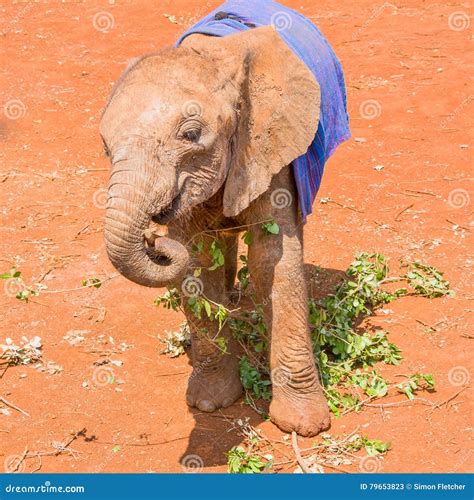 Cute Orphaned Baby African Elephant Under Blanket Stock Image Image